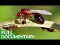 Unstoppable Invaders - The Red Imported Fire Ant | Free Documentary Nature