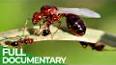 The Fascinating World of Ant Colonies ile ilgili video