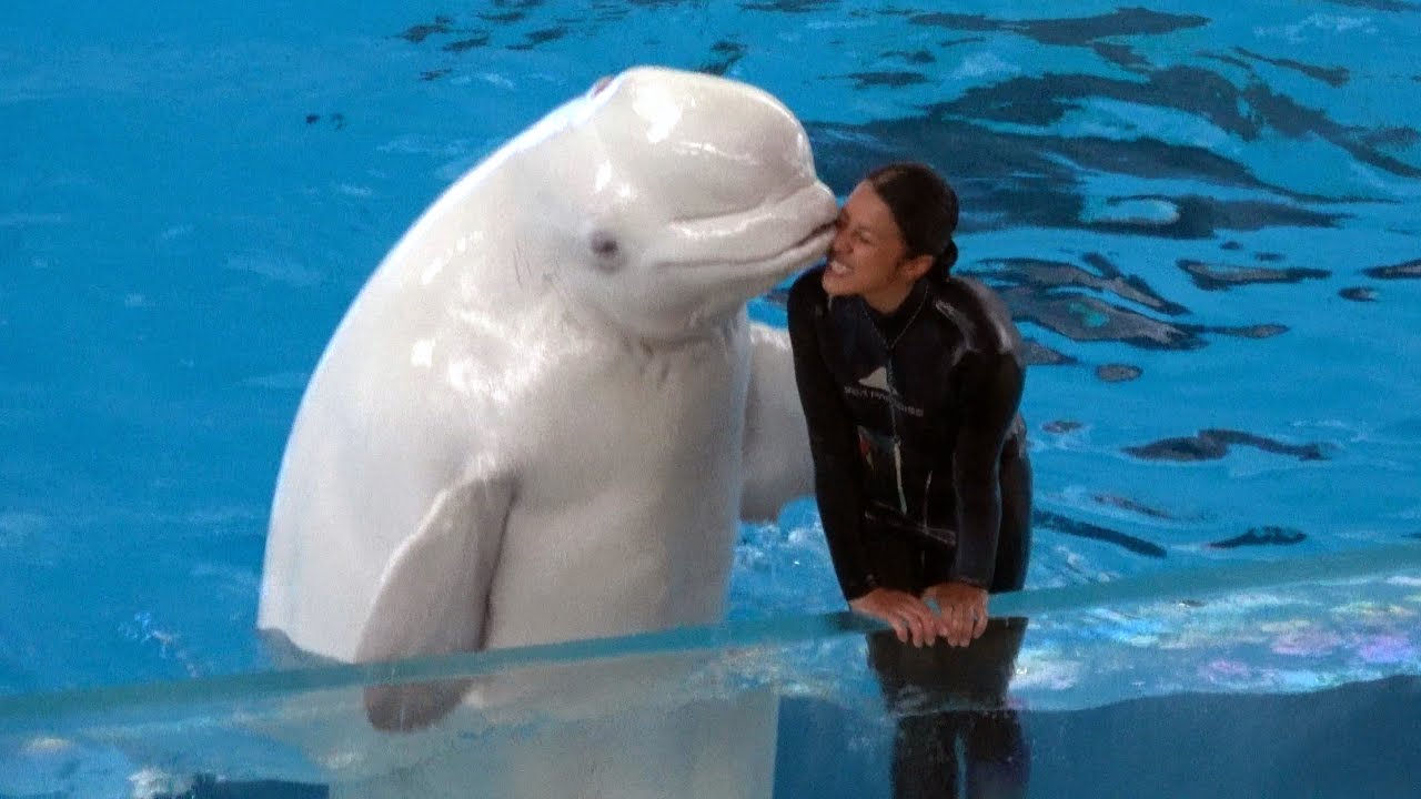 Beluga Whale Show At Yokohama Hakkeijima Sea Paradise 【4K】