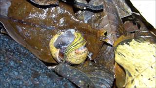 desparate snail can't flee attacking predator, a flatworm that encases it