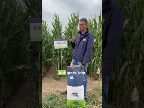 Popcorn ernten | Mais | #shorts