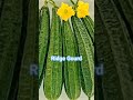 Ridge Gourd #vegetables
