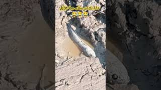 Một Ẻm Nằm Phơi Khô