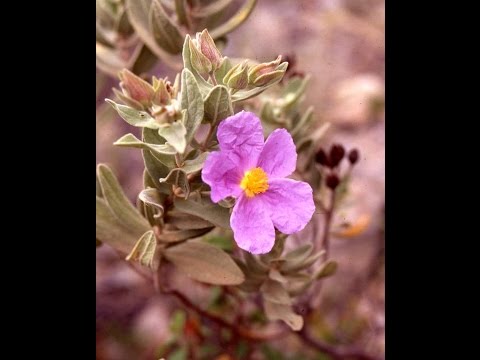 Vídeo: Com Sobreviure A L’estepa