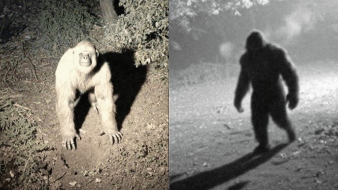 1 MINUTE AGO: Bryce Johnson From Expedition Bigfoot Is Breaking The News… -  YouTube