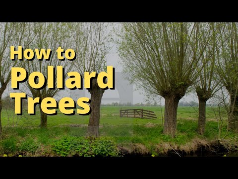 Vídeo: Polard Tree Pollard - Saiba mais sobre árvores adequadas para Pollard