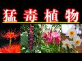【危険】あなたの身近に潜む猛毒植物7選