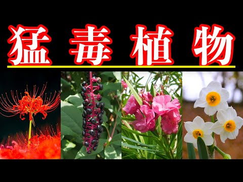 Danger] 7 highly poisonous plants lurking around you - YouTube