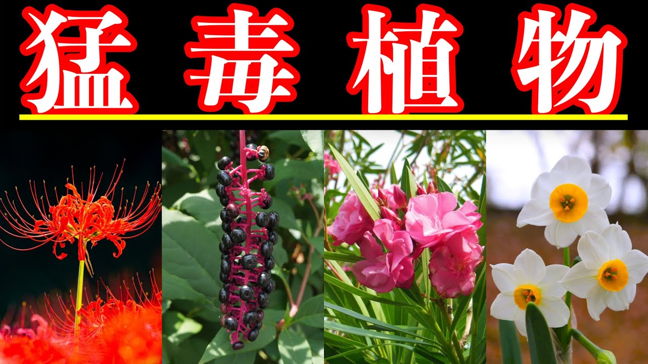 【危険】あなたの身近に潜む猛毒植物7選