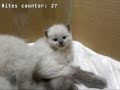 Three-week-old Ragdoll kittens!! + Bites counter