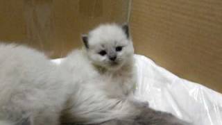 Three-week-old Ragdoll kittens!! + Bites counter by Olga Blue 160,853 views 13 years ago 3 minutes, 59 seconds
