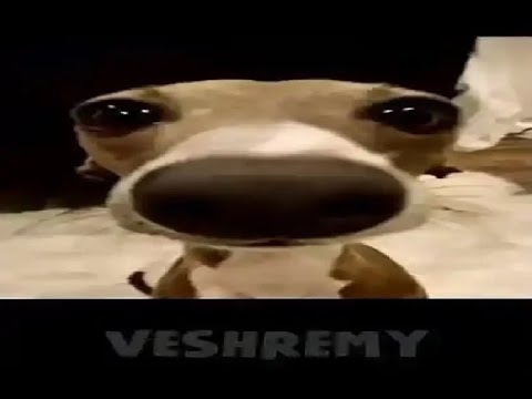 Veshremy Shorts Compilation #1 @Veshremy #meme - YouTube