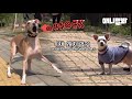 강아지 산책시키다가 내가 죽겠다.. 싶은 보호자라면 그만 눈물 닦고 들어오세요ㅣDo You Want To Walk Your Dog In The Right Way?