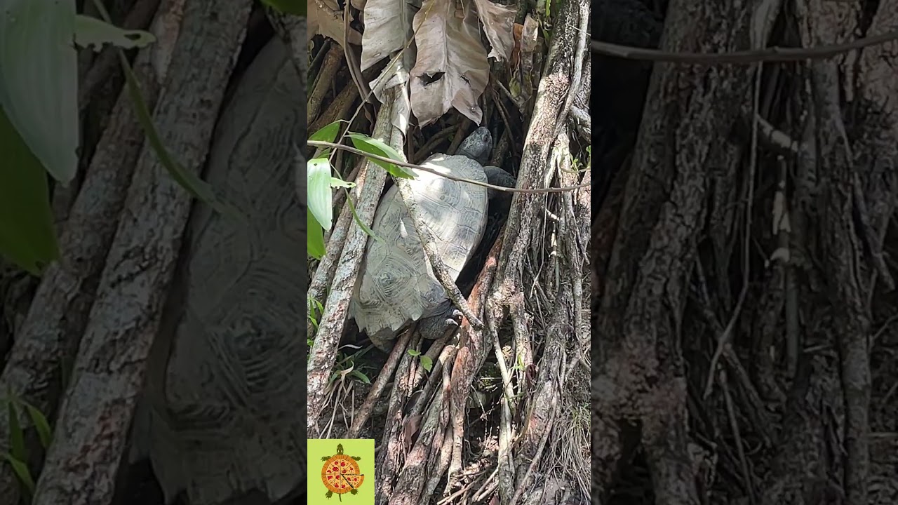 Tortoise climbing tree 🐢 