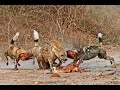 Best Wild Dogs Attacks- Leopard And Hyena Fight