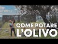 Potatura di produzione dell'OLIVO: Come FARLA?