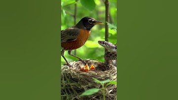Mother Bird vs Snake | Fierce Nest Defense Caught on Camera 🐦🐍 #Nature #Wildlife