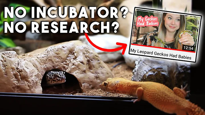 How NOT To Breed Your PET Leopard Geckos | REACTION