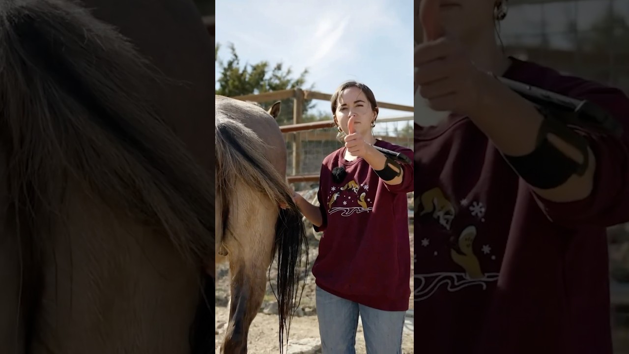 How to properly wash your horse’s butt 🐴🚿 