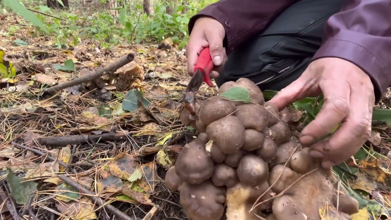 LyophyllumDecastes, черный гриб, жареный куриный гриб, PoohDam,