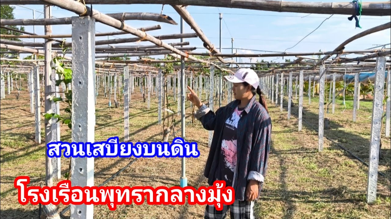 การทำค้างพุทราแบบประหยัด!! สวนเสบียงบนดินอำเภอเขมราฐจังหวัดอุบลราชธานี