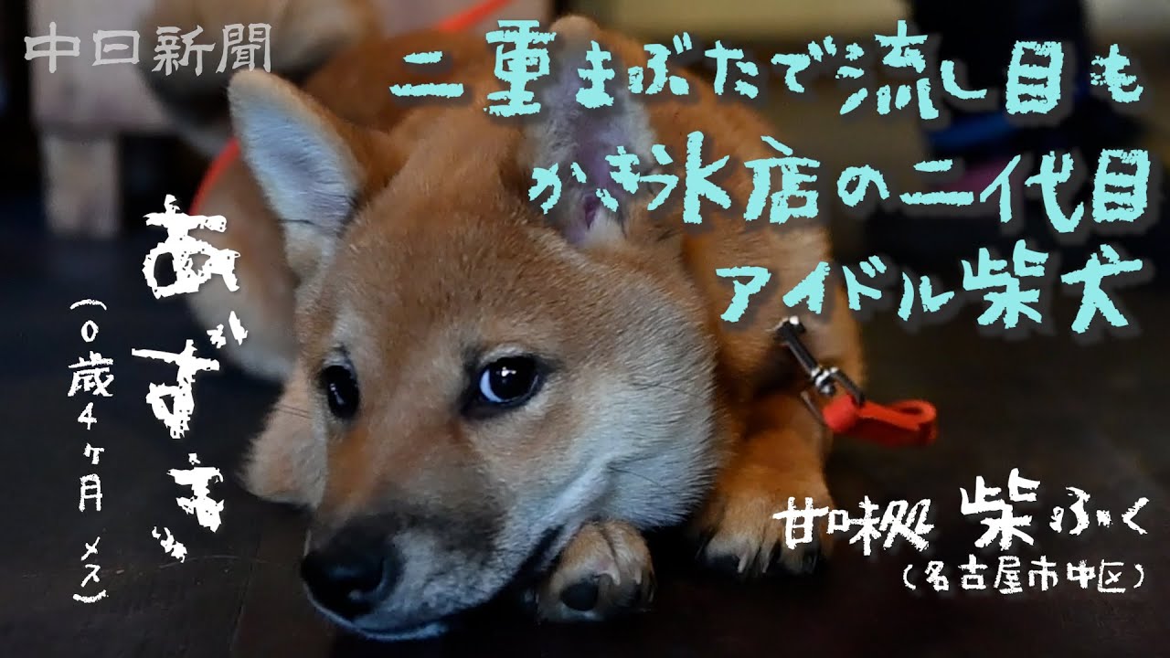 甘味処・柴ふくのアイドル柴犬「あずき」 二重まぶたで流し目も - YouTube