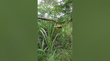 cara pikat sogon supaya jantan nya aja yang dapet