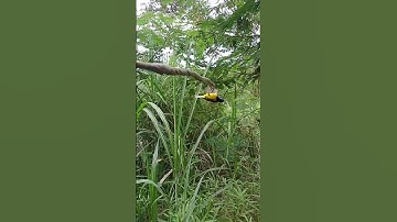 cara pikat sogon supaya jantan nya aja yang dapet