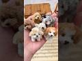 pipe cleaner dog🐶モールで作った小さな犬たち　ハンドメイド　モールアート　モールドール
