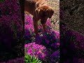 Watching Puppies Chase Butterflies! 10/10. Highly Recommend. 😊 #gardeningtips