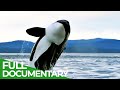 Cascadia  a place where giants roam  free documentary nature