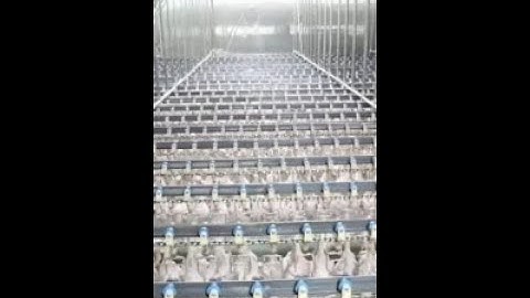 Transform Your Poultry Processing: Introducing the Eruis Complete Poultry Slaughter Line