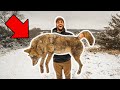 I TRAPPED My FIRST COYOTE in My BACKYARD!!! (Taking to Taxidermist)