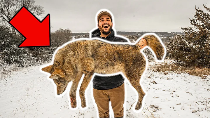 I TRAPPED My FIRST COYOTE in My BACKYARD!!! (Taking to Taxidermist)