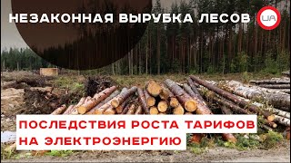 Риск вырубки лесополос на дрова в Украине велик. Игорь Чаленко