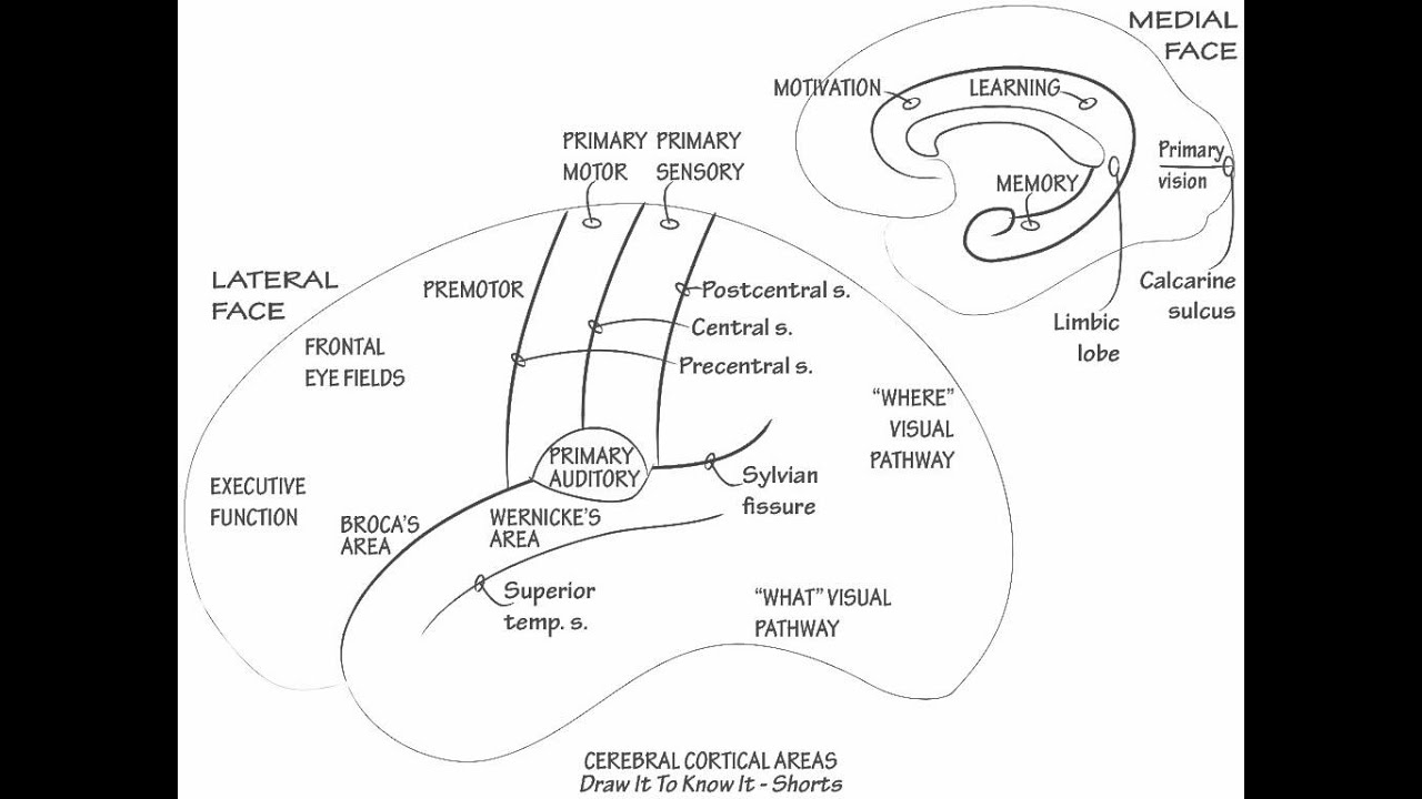 The Thalamus - Draw it to Know it - Neuroanatomy Tutorial 