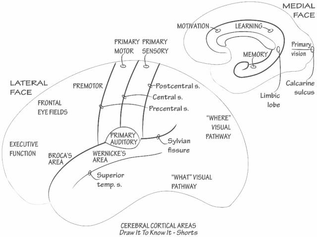 The Thalamus - Draw it to Know it - Neuroanatomy Tutorial 