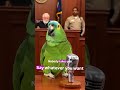 Your Honor… I plead “too cute to convict” 🦜⚖️🎤🤣