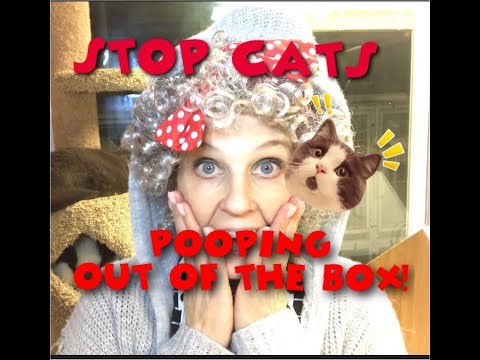 Video: How To Stop A Cat From Shitting In Corners