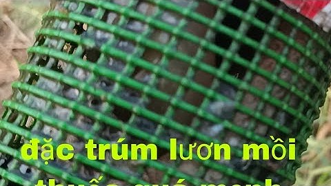 #đặc trúm lươn#mồi thu