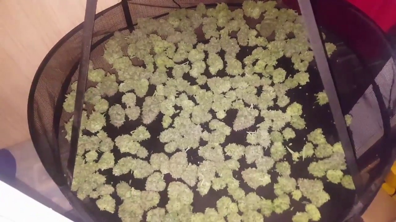 2017 Outdoor Cannabis EP. 9 - Cherry Lime Haze - HARVEST in the SNOW