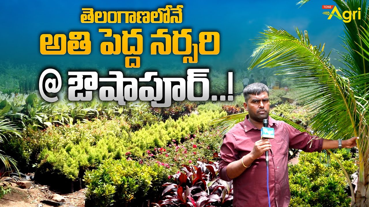 Telangana's Largest Nursery | All Types of Plants | తెలంగాణలోనే అతిపెద్ద నర్సరి @ ఔషాపూర్.. ToneAgri