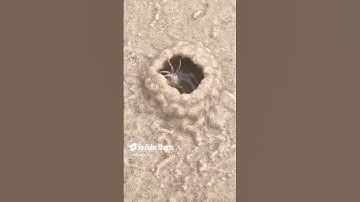 هَٰذَا خَلْقُ اللَّهِ #quran #الشيخ المنشاوي #المنشاوي #تلاوة خاشعة #قران كريم 1