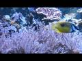 Youtube Thumbnail Relaxing Music Therapy - Relaxing Nature Scenes - Relaxing Aquarium (Insomnia Remedy)