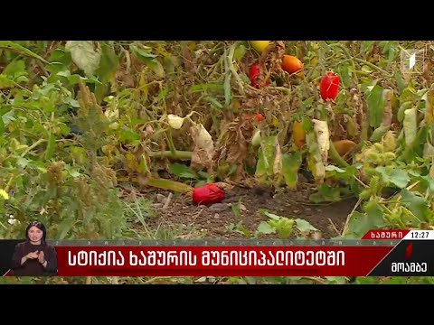 სტიქია ხაშურის მუნიციპალიტეტში