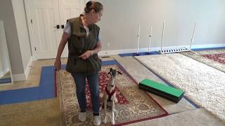 Novice tricks with whippet Jasper