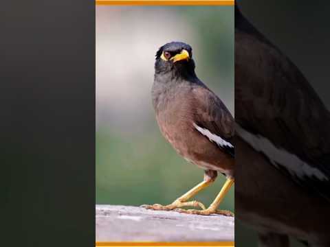 কথা বলা শালিক #শালিক #ভাইরাল #shorts #shortsfeed #shortvideo #viral #viralvideo