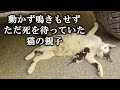 ずっと女性の車の下にいて動こうとしなかった3匹の子猫。翌日、子猫達の不可解な行動の理由を知った女性は涙し助けを求めた。【猫の感動する話】 #子猫 #保護猫 #感動 #感動する話 #cats #cat