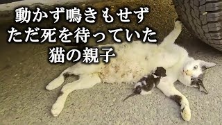 ずっと女性の車の下にいて動こうとしなかった3匹の子猫。翌日、子猫達の不可解な行動の理由を知った女性は涙し助けを求めた。【猫の感動する話】 #子猫 #保護猫 #感動 #感動する話 #cats #cat