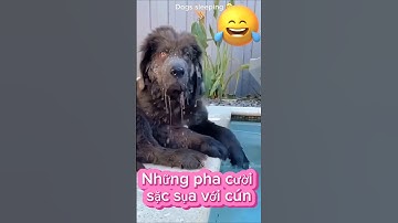 Cười sặc sụa với cún cưng đáng yêu #petsandghosts #funny #paranormal #pets #animals @Vunghiavlog